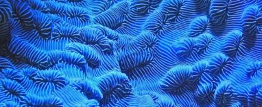 Under the microscope: The Next Generation Science Standards