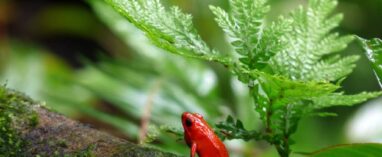 Collaboration is edtech’s evolutionary advantage